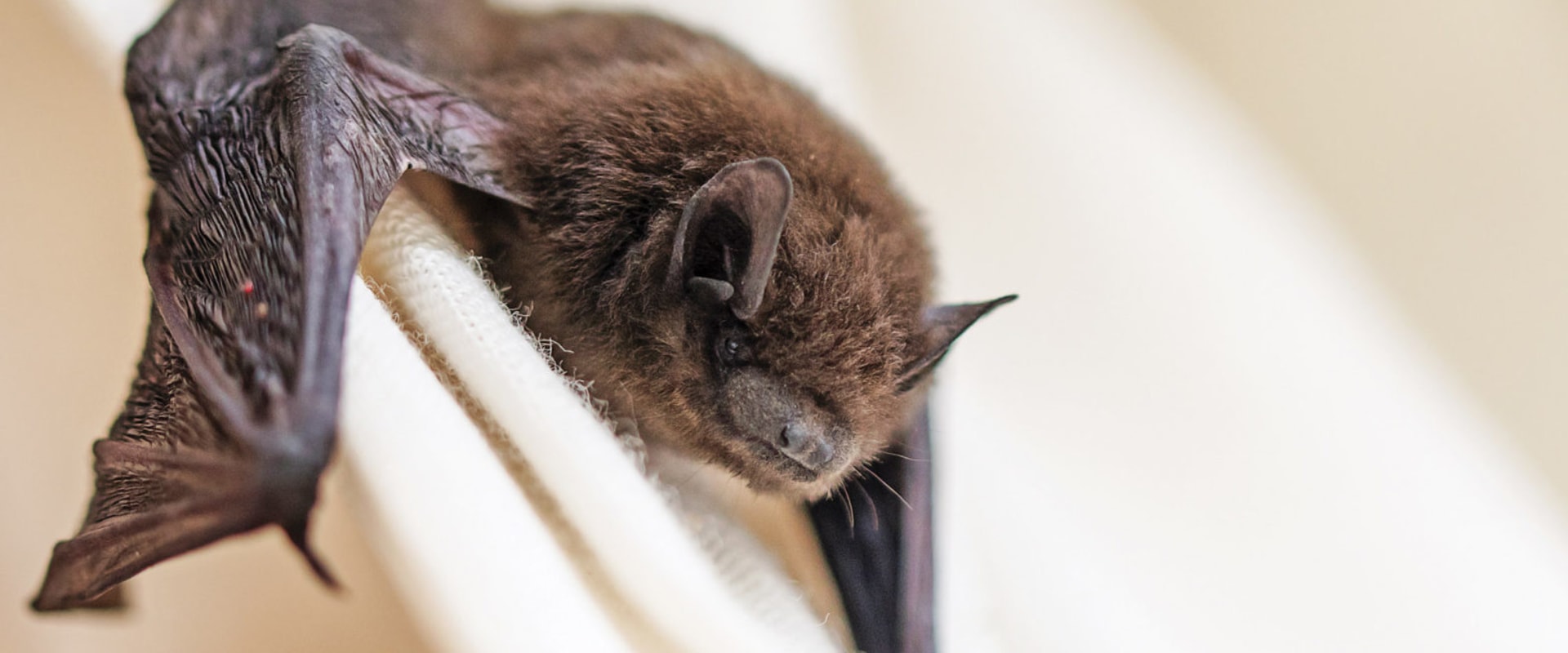 How do you stop bats from coming back?