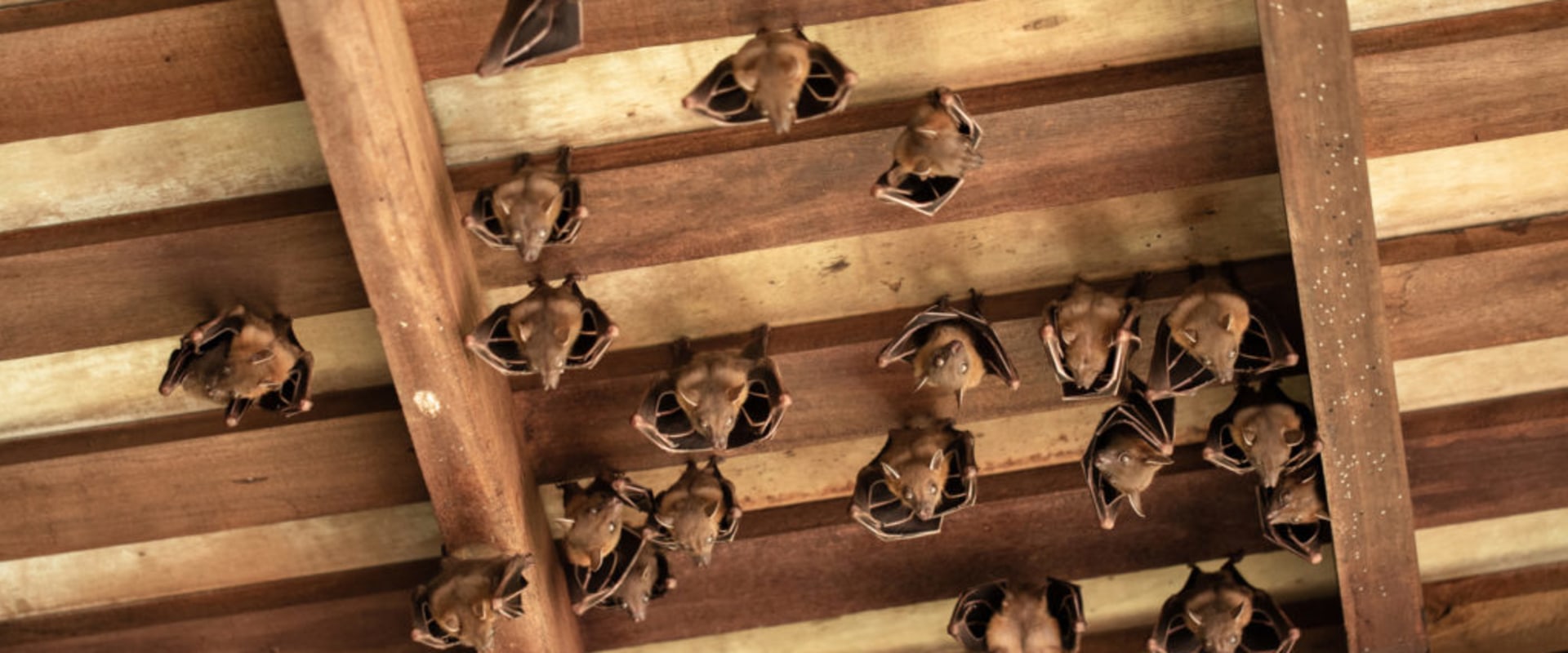 What keeps bats out of your attic?