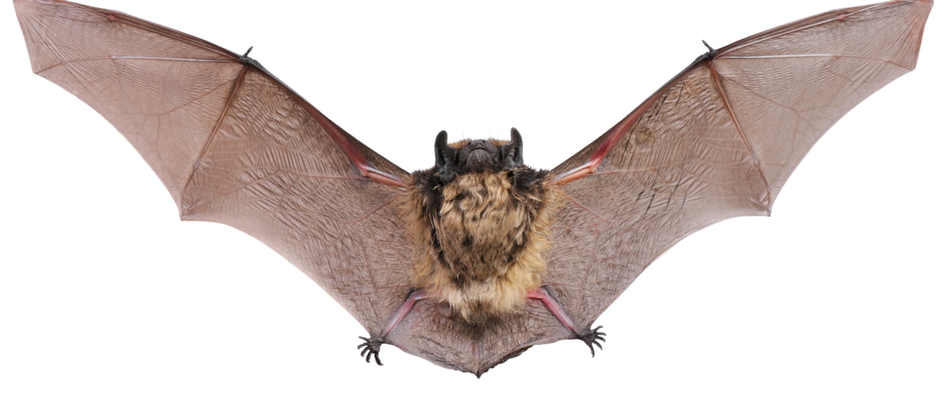 How long will a bat stay in one place?