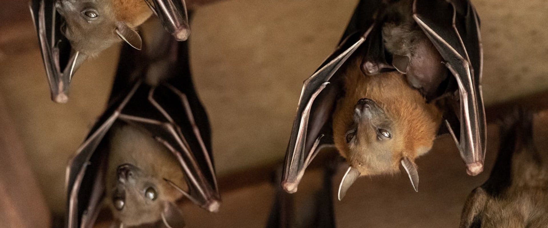 Do bats move around in the attic during the day?