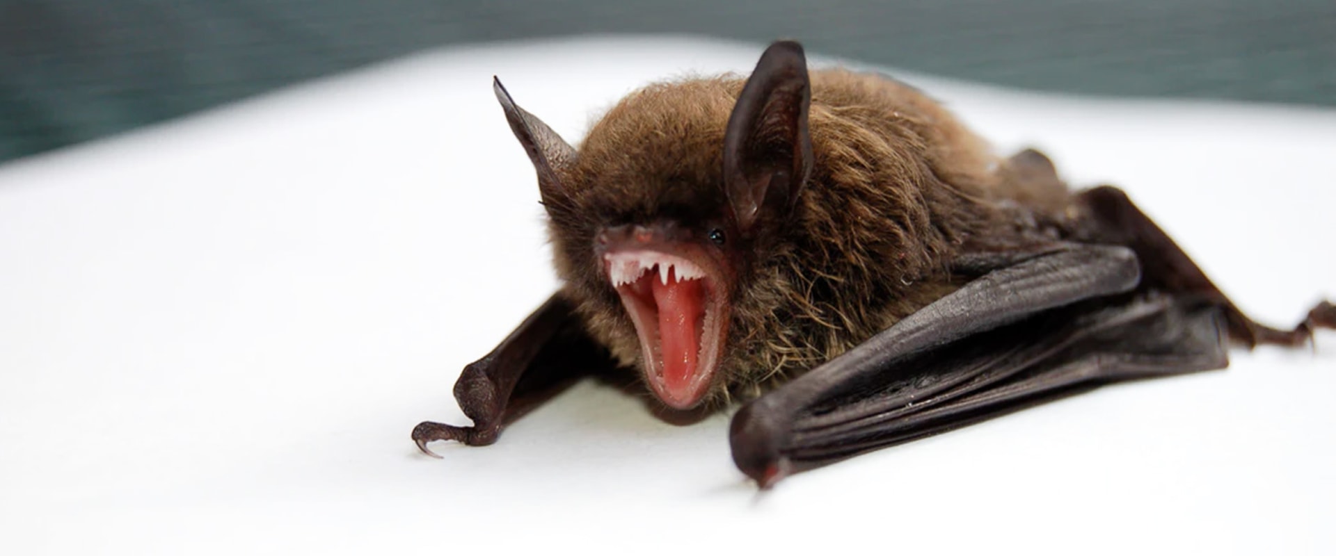 Do bats in the attic make noise?