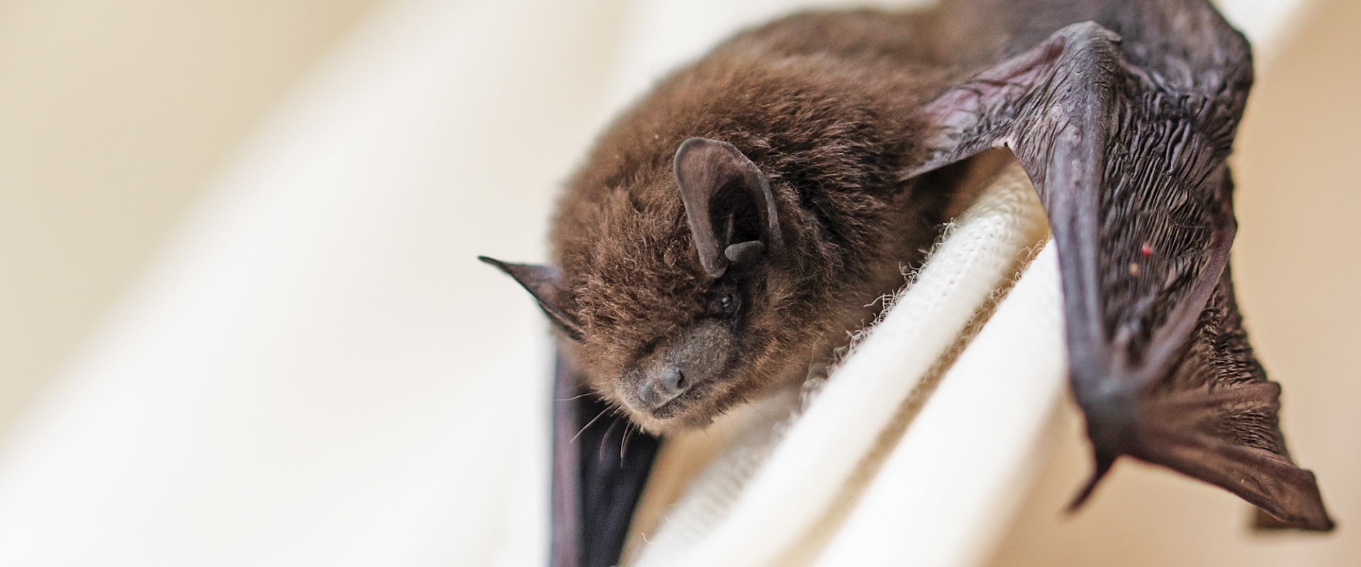 Getting Rid of Bats in the House: Expert Tips