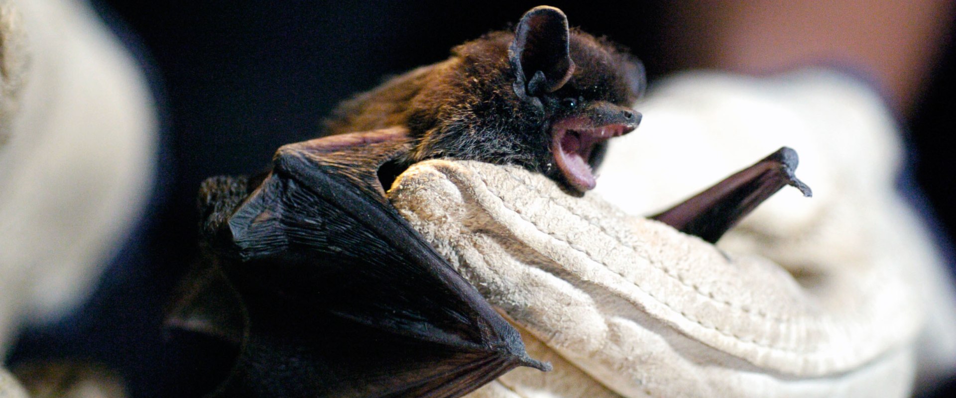 Can having bats in your house make you sick?
