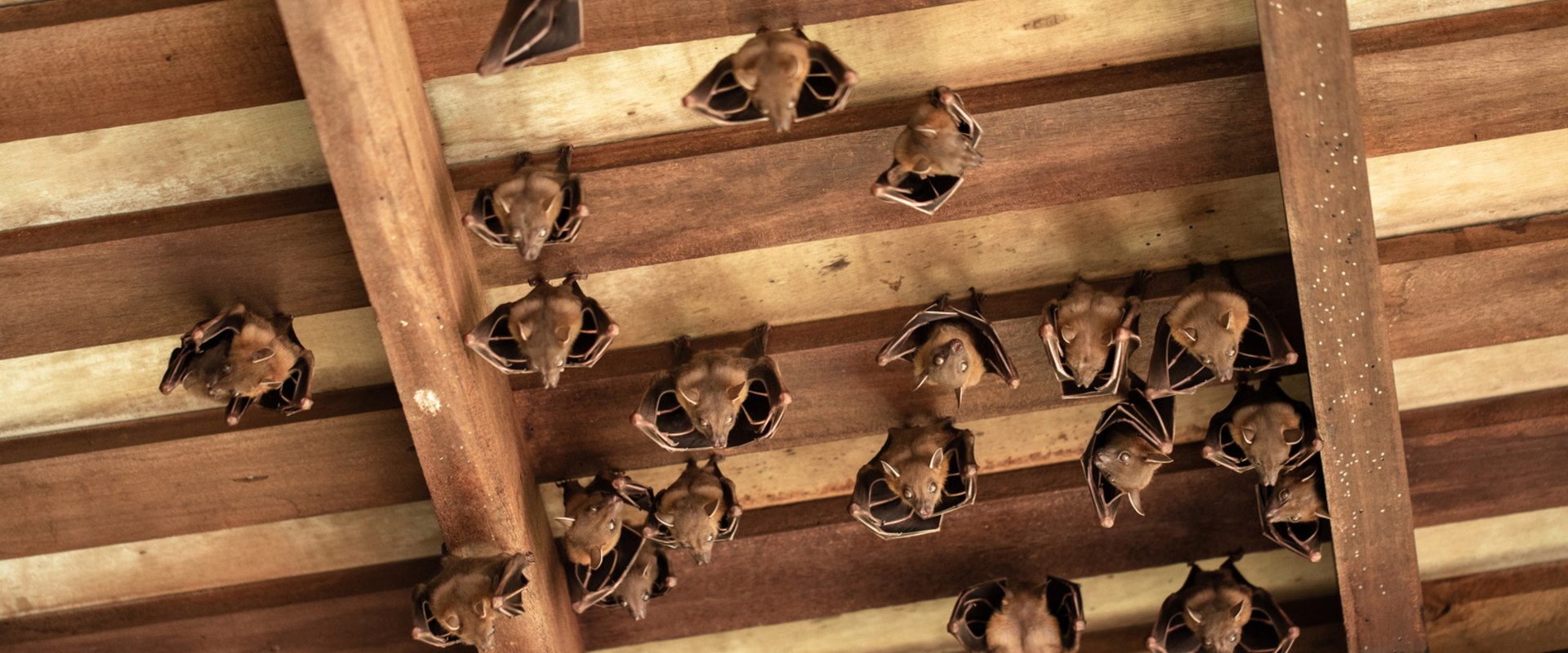 How many bats in attic?