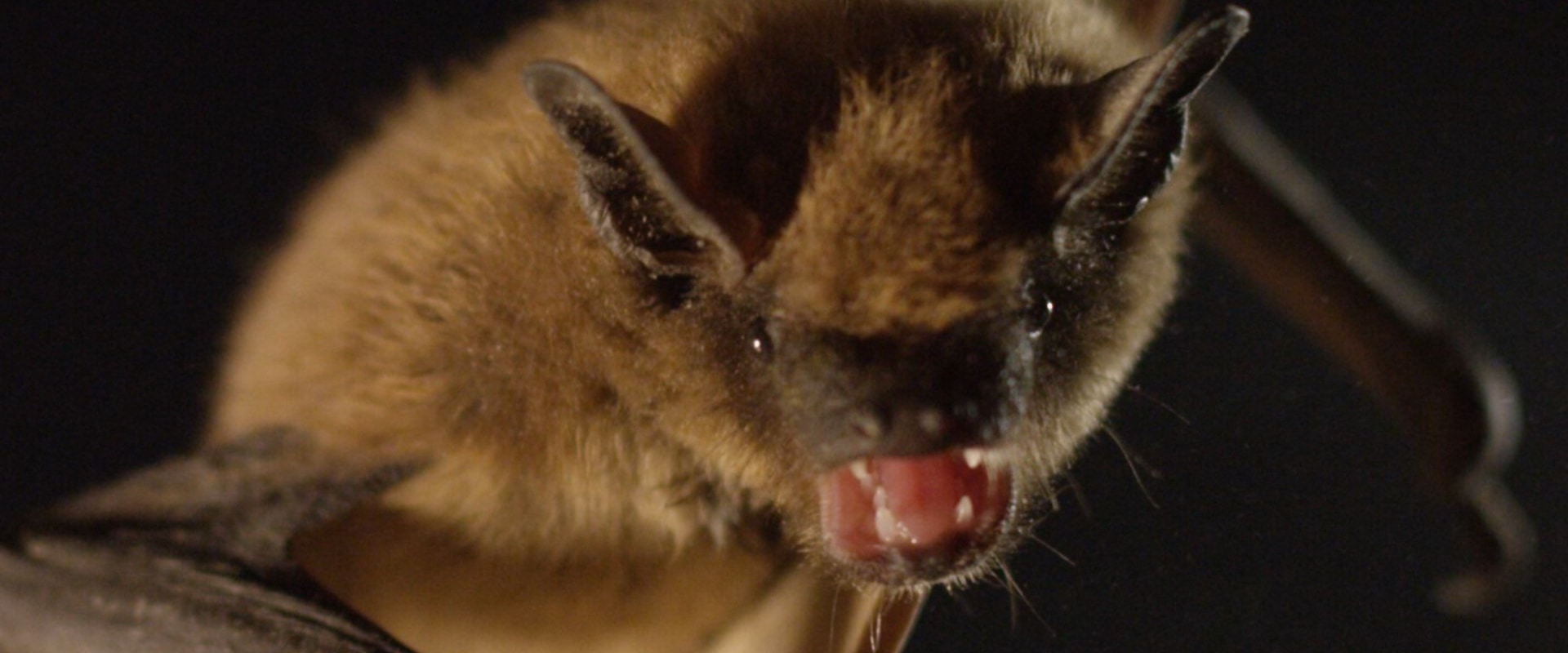 Will bats leave on their own?