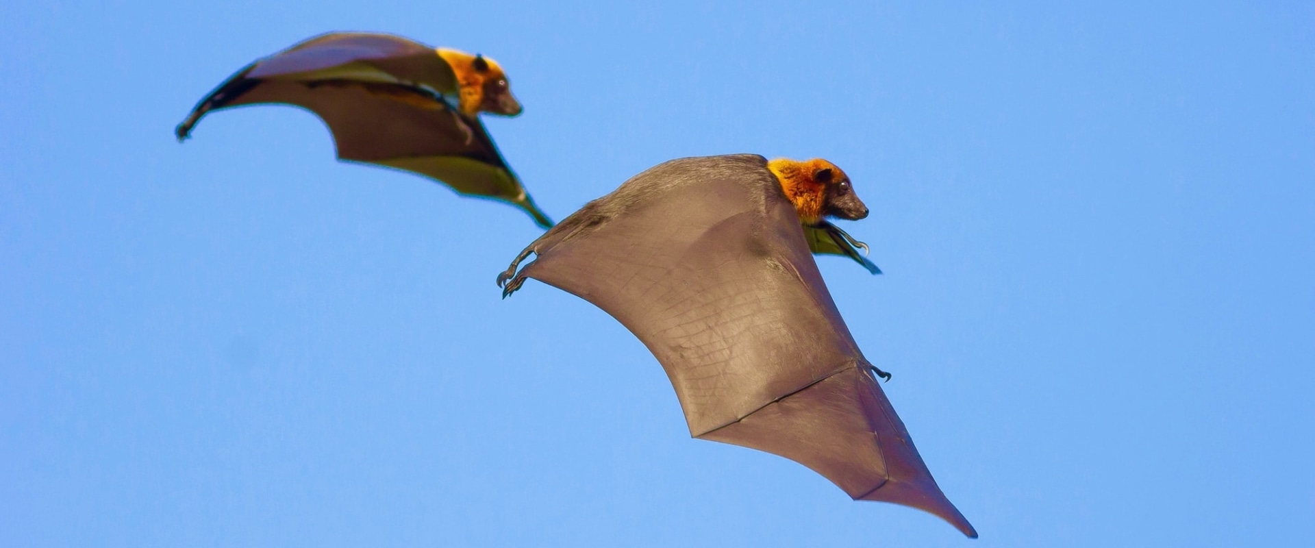Are bats harmful to your health?