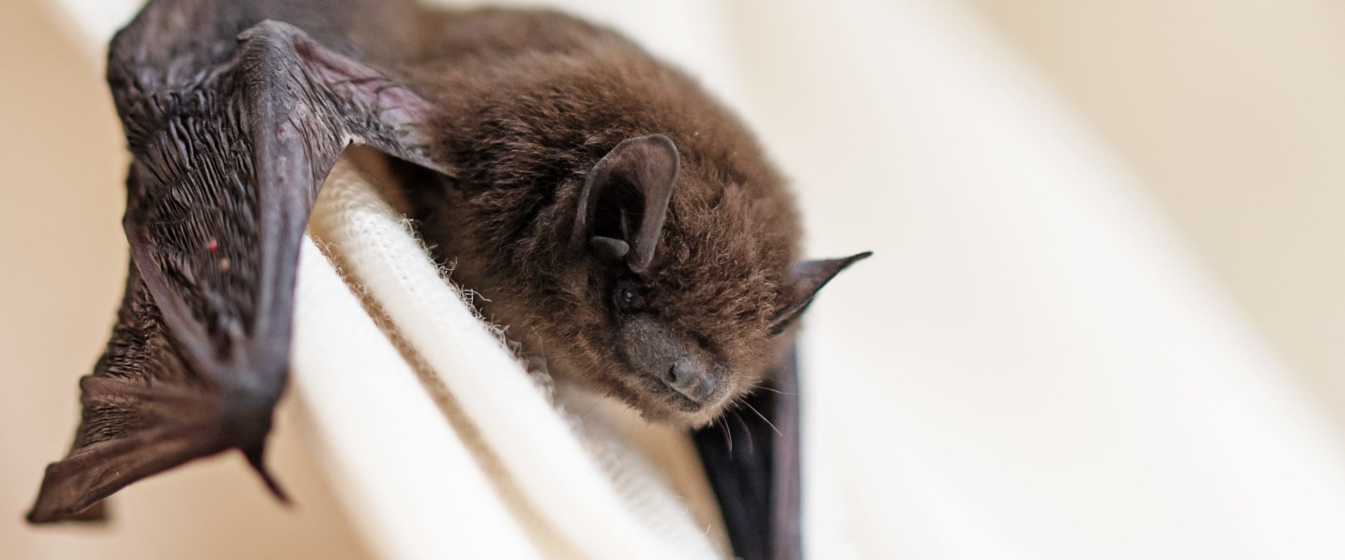 Do bats come back to the same place?