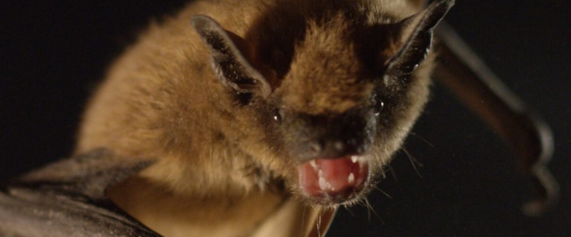 How long can a bat live in your attic?
