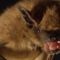 What to do if there are bats in your attic?