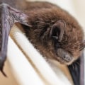 What smell will keep bats away?