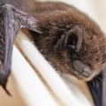 How do you stop bats from coming back?
