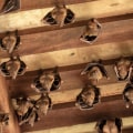 What keeps bats out of your attic?