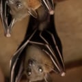 Do bats move around in the attic during the day?