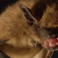 Can you get sick from having bats in your attic?