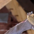 What deters bats from attic?
