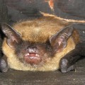 How do bats get in the attic?