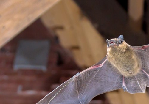 How do you get rid of bats in the attic?