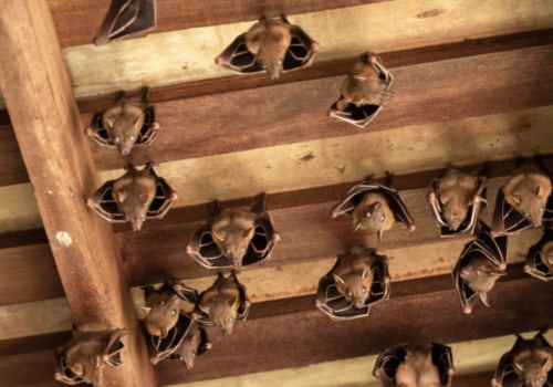 How to catch bats in the attic?