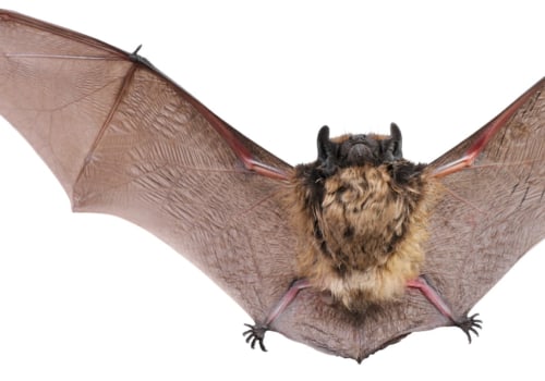 How long will a bat stay in one place?