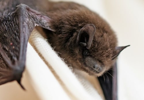 Will dryer sheets keep bats away?