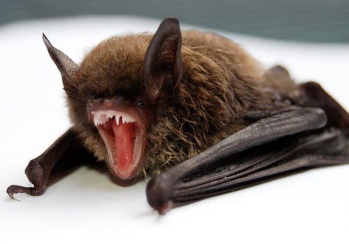 Do bats in the attic make noise?