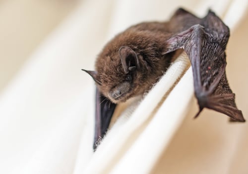 Getting Rid of Bats in the House: Expert Tips