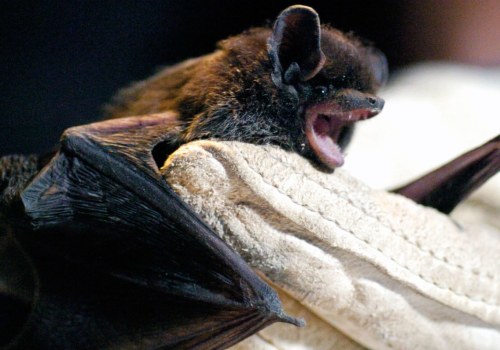 Can having bats in your house make you sick?