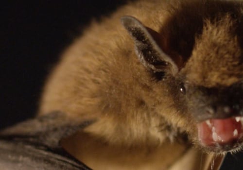 Do bats in the attic smell?