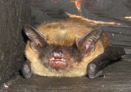 Are bats in attics common?