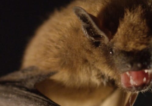 Can bats in the attic make you sick?