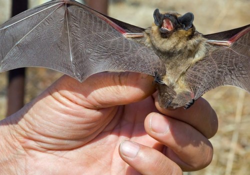Will bats go away on their own?