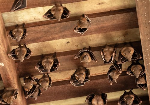 How long does it take to get bats out of attic?
